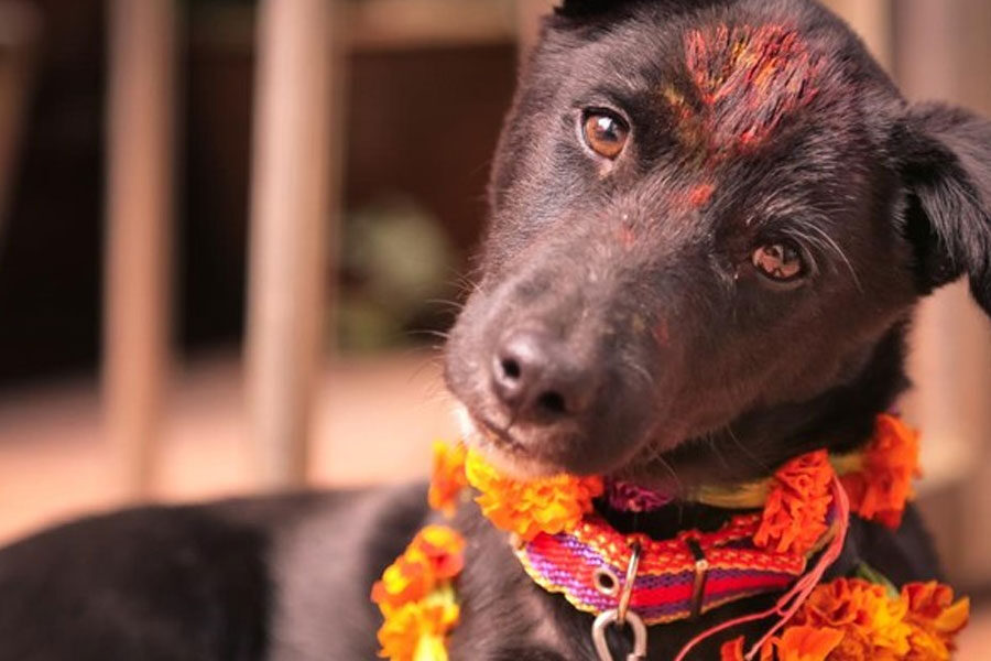 Kala-Warga-Nepal-Sembah-Anjing-di-Festival-Tihar